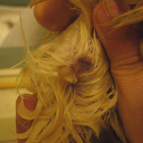 食物アレルギーによる アトピー性皮膚炎の愛犬モンブランが 改善すべく辿った軌跡です